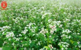 Ngỡ ngàng với cánh đồng hoa tam giác mạch nở trái mùa ở Hà Nội
